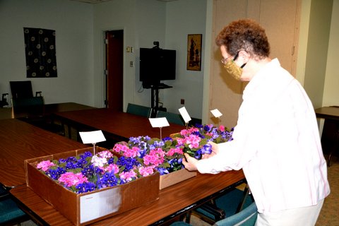 African Violets