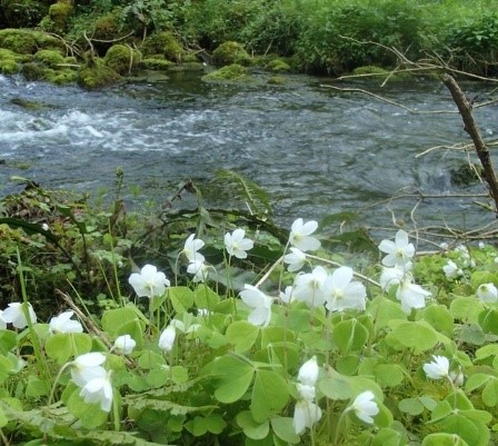 stream in spring