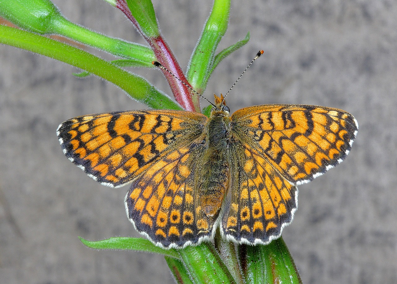 butterfly