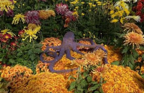 Photo of Another octopus!