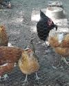 Chickens