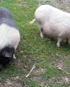 Pigs
