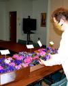 African Violets